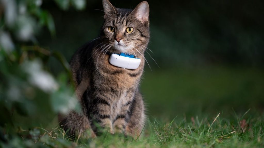 collier gps pour chat tractive ikati