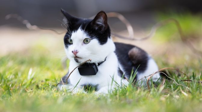 chat avec collier gps Invoxia pets
