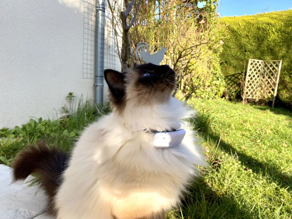 Chat avec collier gps Tractive Ikati